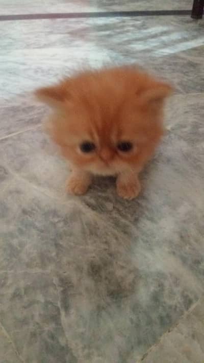 45 days old kittens for sale