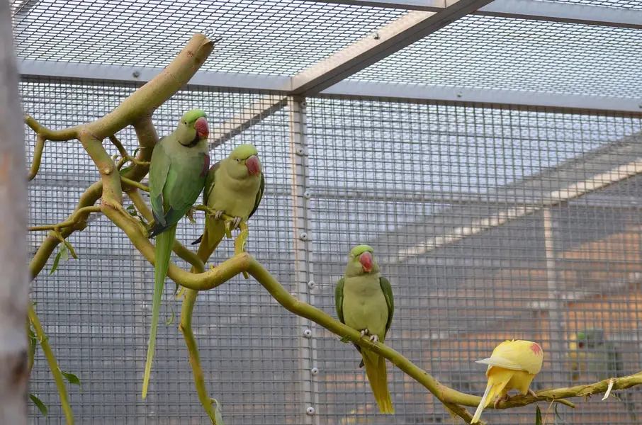 Raw parrot pair — photo 2