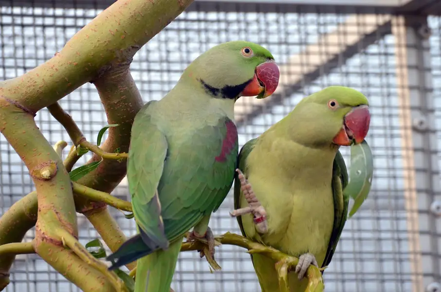 Raw parrot pair — photo 3