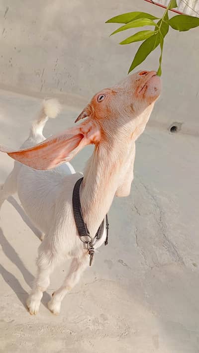 Pure Kamori Goat Kid For Sale