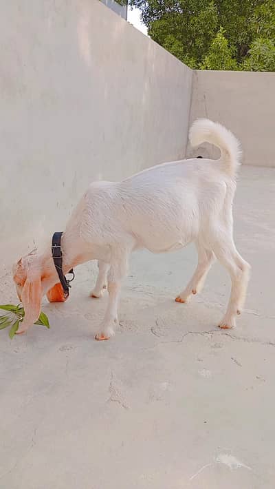 Pure Kamori Goat Kid For Sale