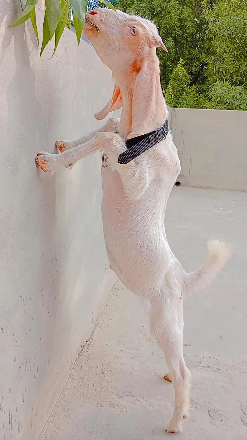 Pure Kamori Goat Kid For Sale — photo 3