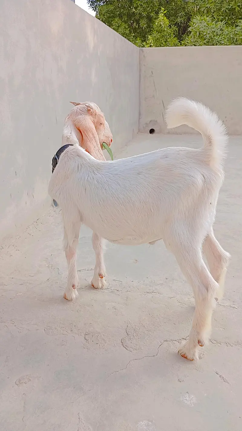 Pure Kamori Goat Kid For Sale — photo 4