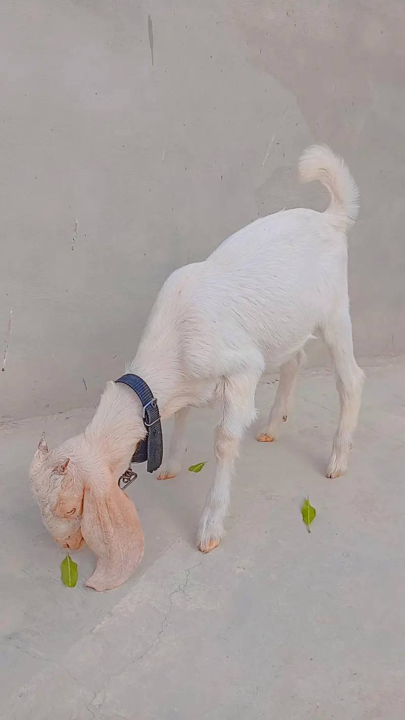 Pure Kamori Goat Kid For Sale — photo 5