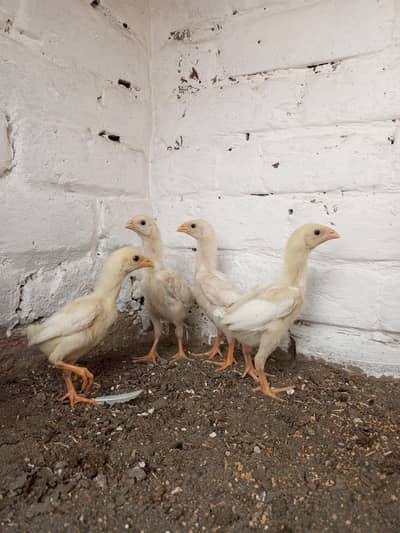 White king O shamo chiks available