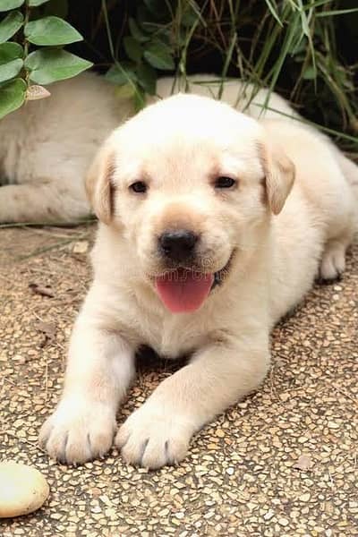 Labrador puppy female high show quality