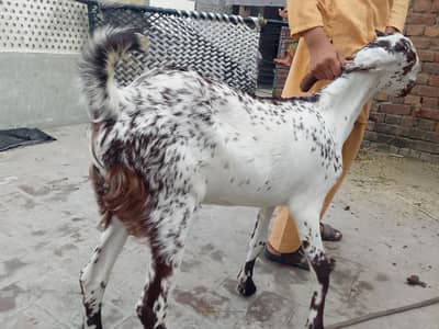 makhi chena bkra for sale 03017596050