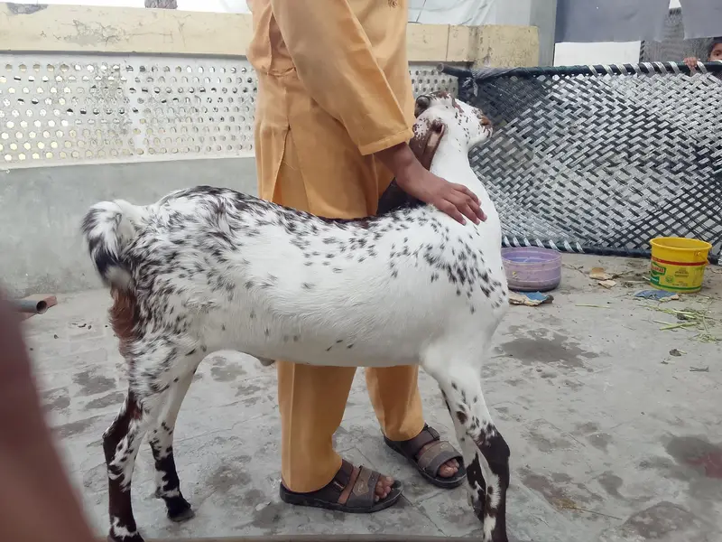 makhi chena bkra for sale 03017596050 — photo 2