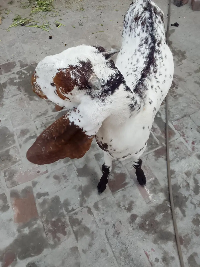 makhi chena bkra for sale 03017596050 — photo 3