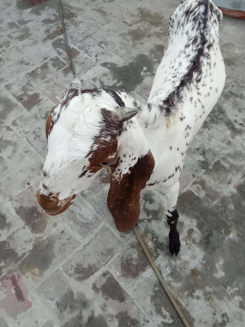 makhi chena bkra for sale 03017596050 — photo 4