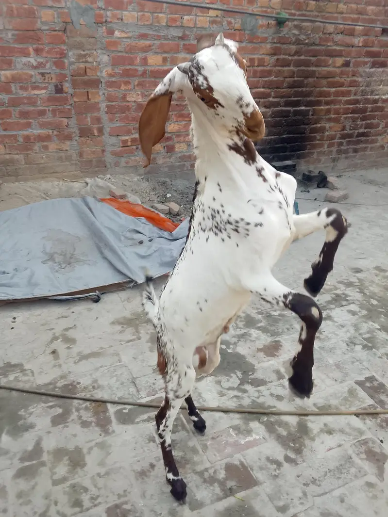 makhi chena bkra for sale 03017596050 — photo 5