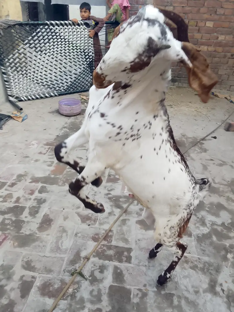 makhi chena bkra for sale 03017596050 — photo 6
