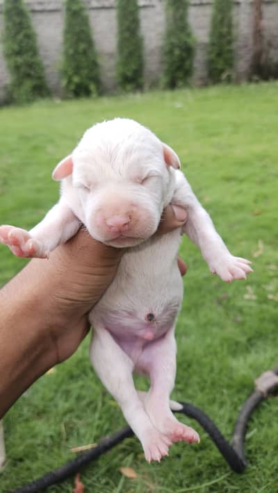gultar pair babies  new born