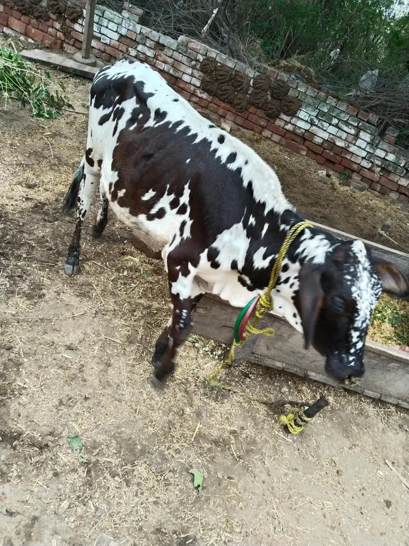 Friesian sahiwal cow for sale — photo 2