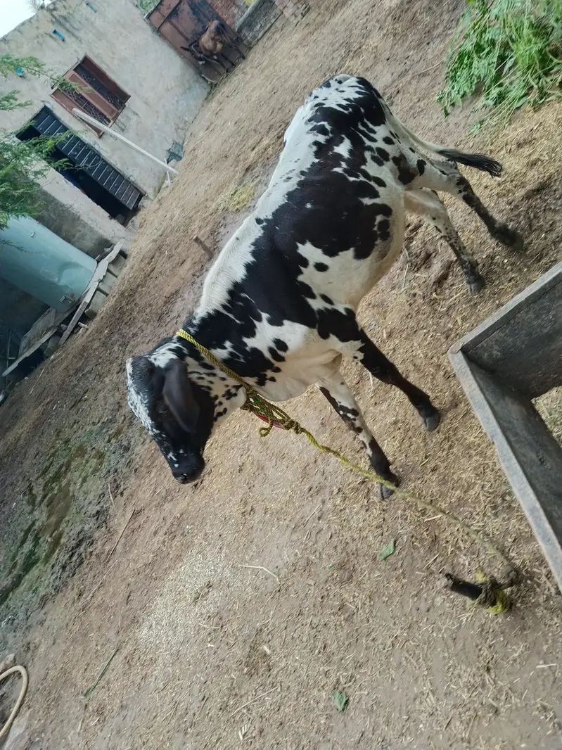 Friesian sahiwal cow for sale — photo 3