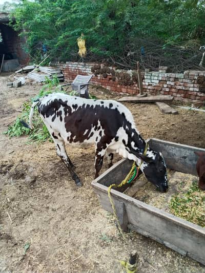 Friesian sahiwal cow for sale/bachri