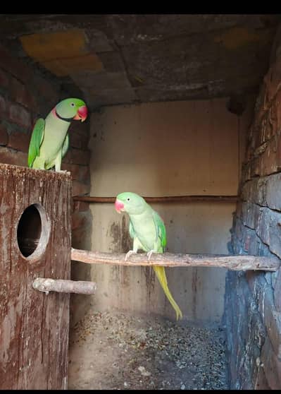 raw parrot pair