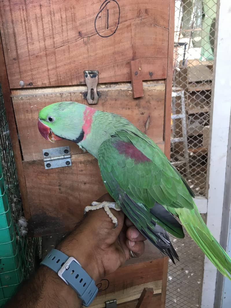 raw parrot pair 1