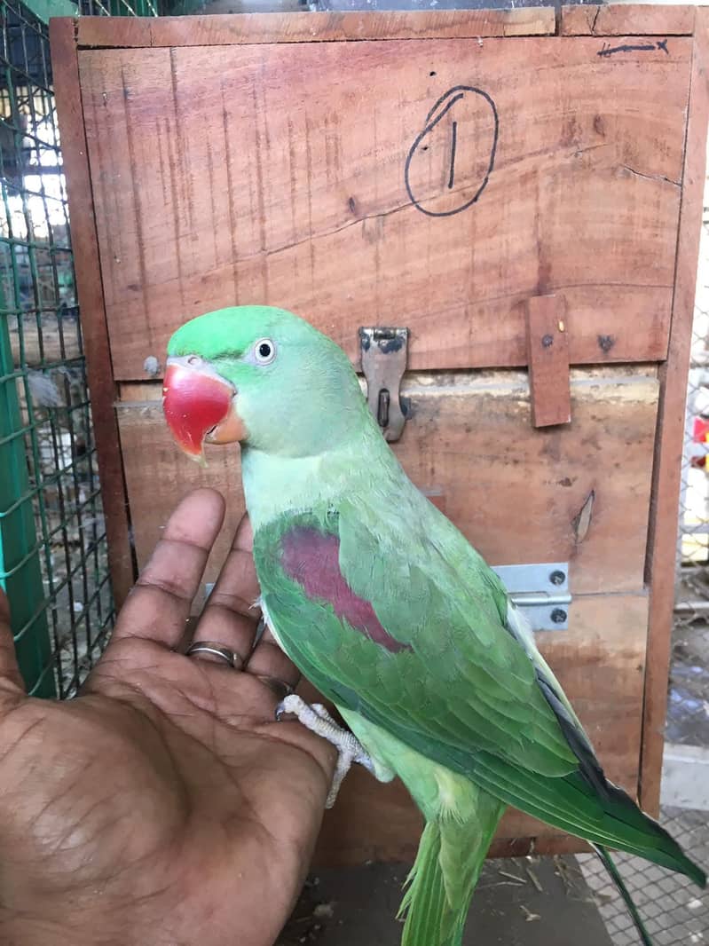 raw parrot pair 2