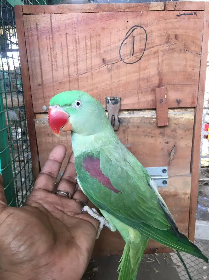 raw parrot pair — photo 3