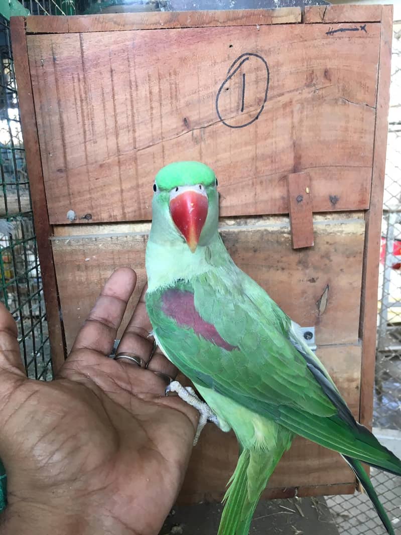 raw parrot pair 3