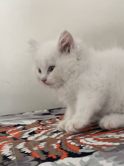 Persian kitten | semi punch face