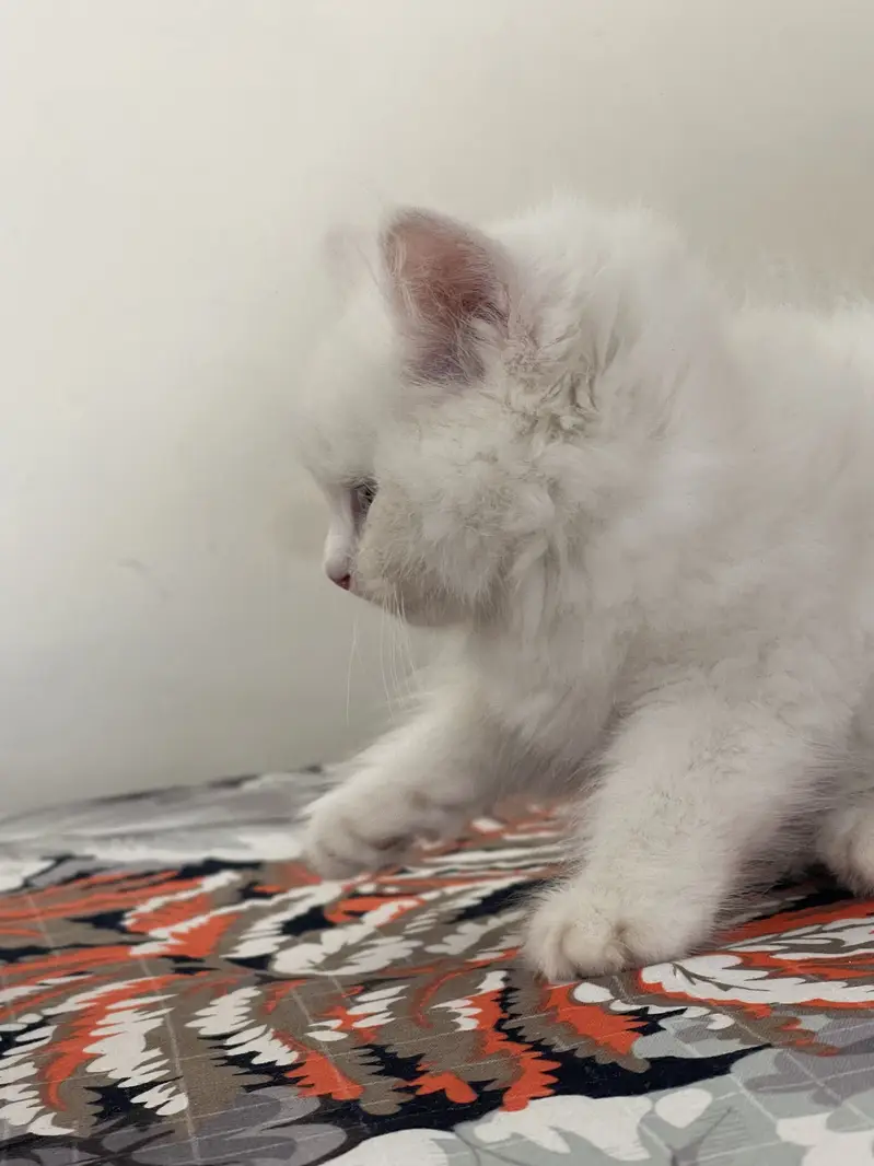 Persian kitten | semi punch face — photo 2