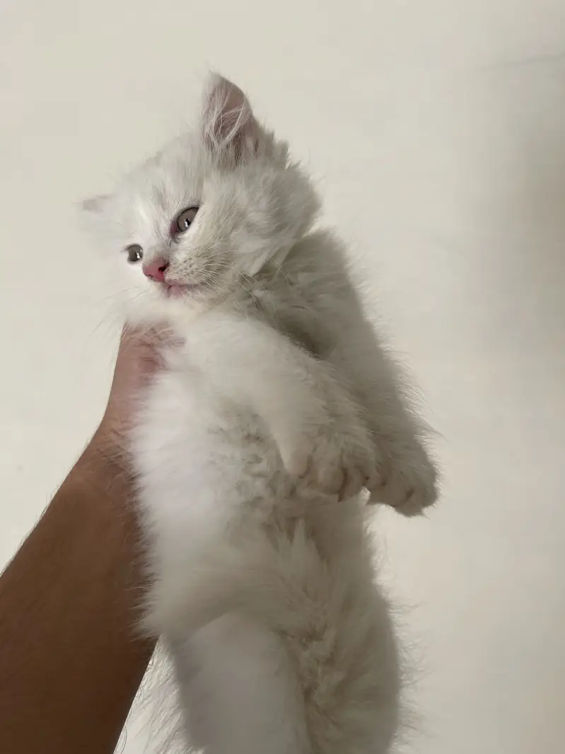 Persian kitten | semi punch face — photo 3