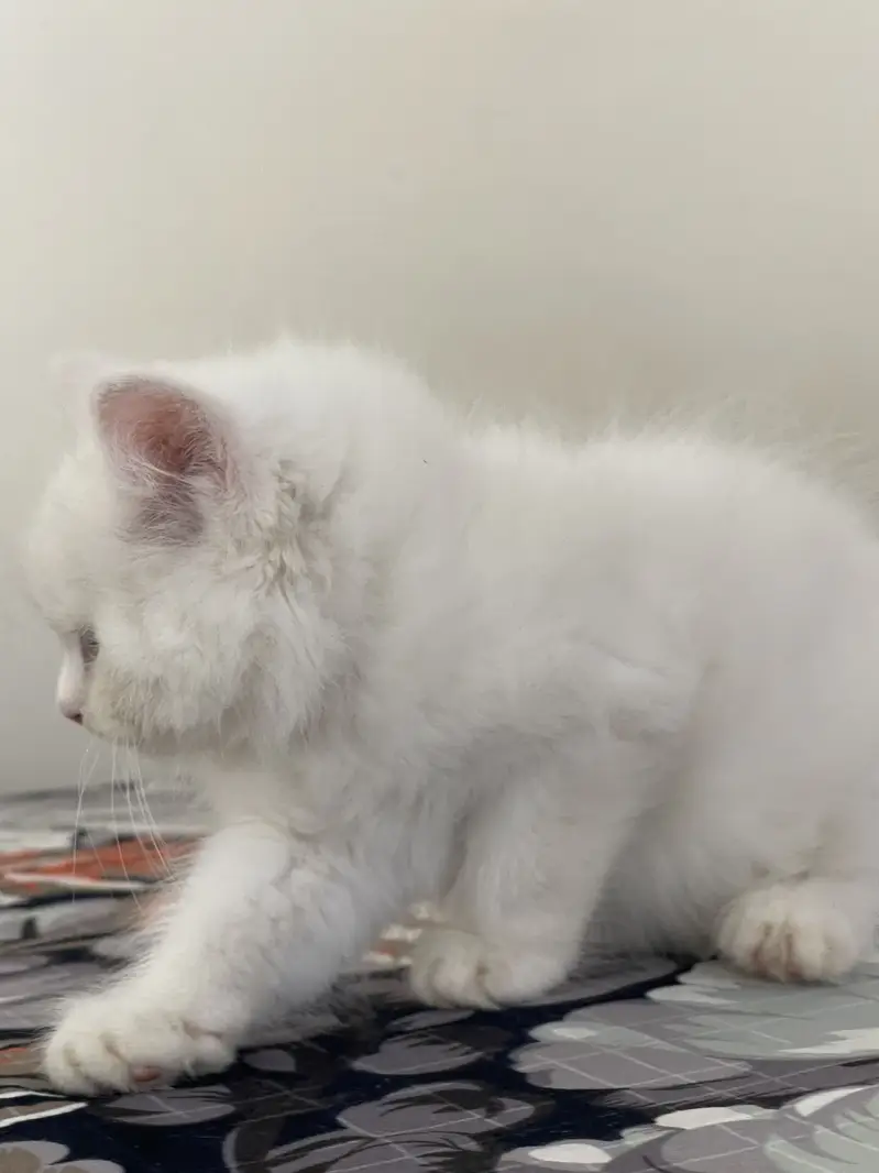 Persian kitten | semi punch face — photo 4