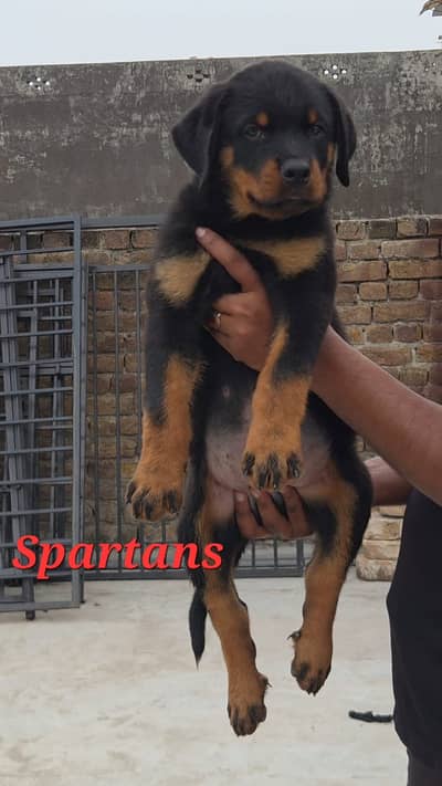 rottweiler pedigree male puppy | puppies | rottweiller puppy