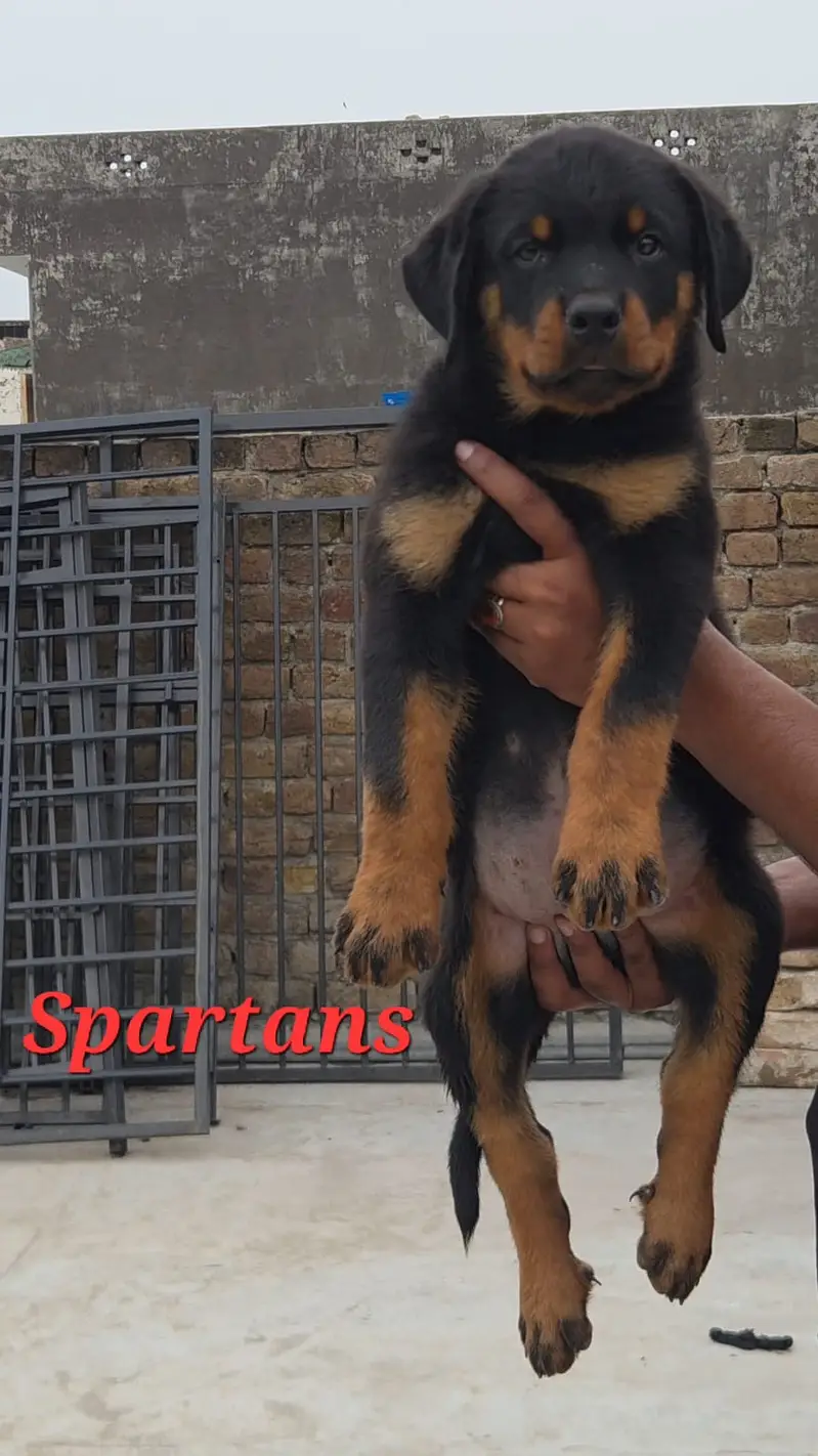 rottweiler pedigree male puppy | puppies | rottweiller puppy — photo 2