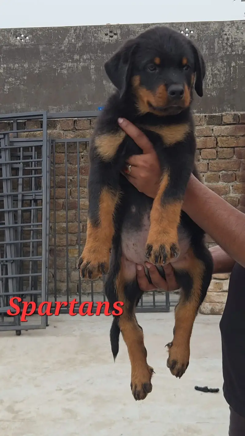 rottweiler pedigree male puppy | puppies | rottweiller puppy — photo 4