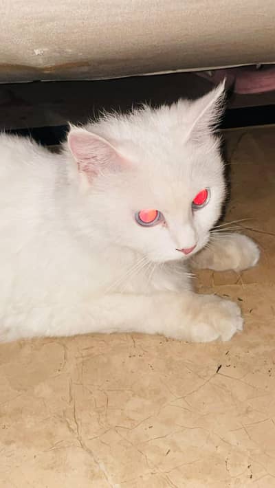 Triple coated Persian Cat for sale