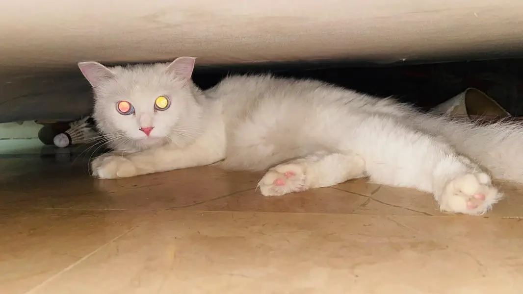 Triple coated Persian Cat for sale — photo 2