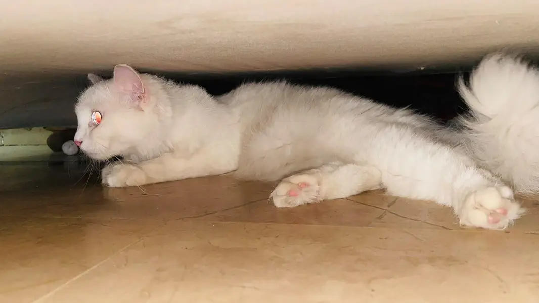 Triple coated Persian Cat for sale — photo 3