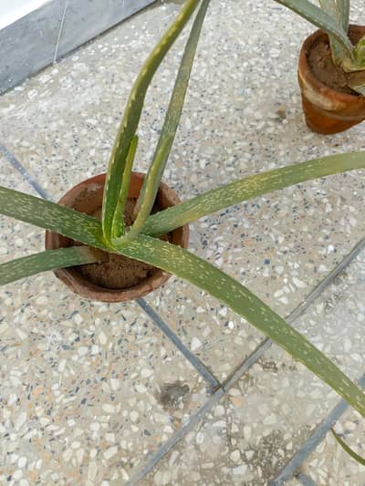 Healthy Alovera Plants with Pots