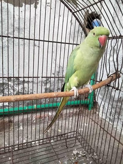 Green ringneck Female healthy and active