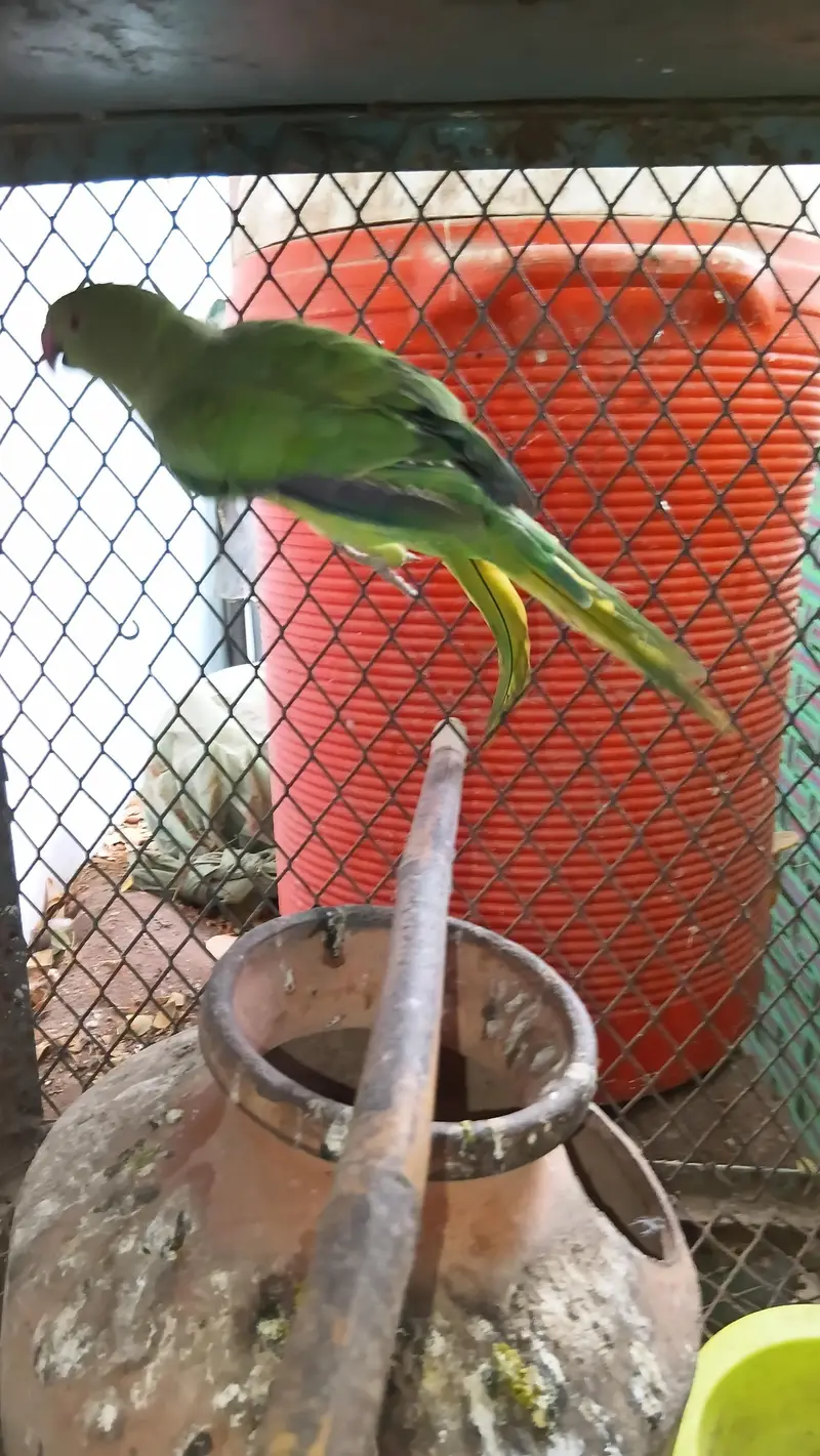 Green ringneck Female healthy and active — photo 2