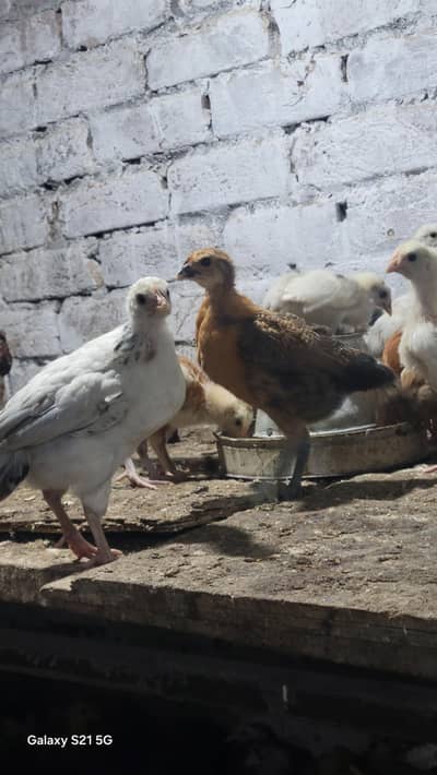 Golden Misri chicks for sale / Desi Hens age 1 month ( 03467621562)