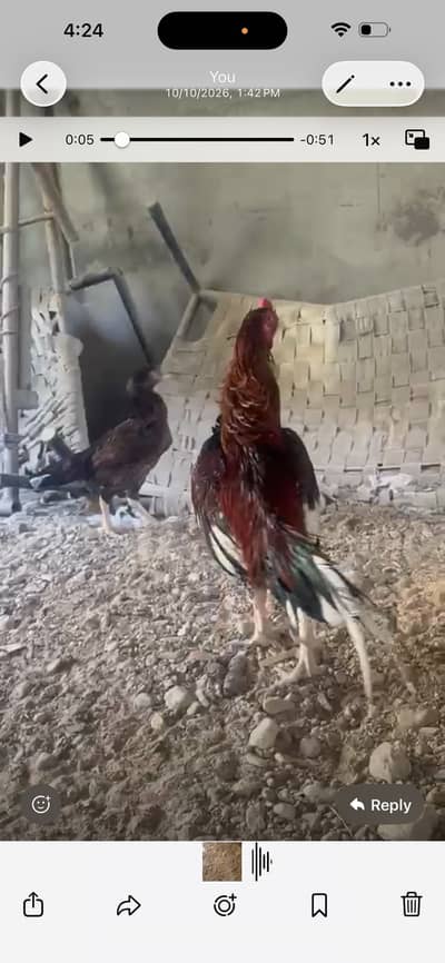 Aseel sindhi breeder