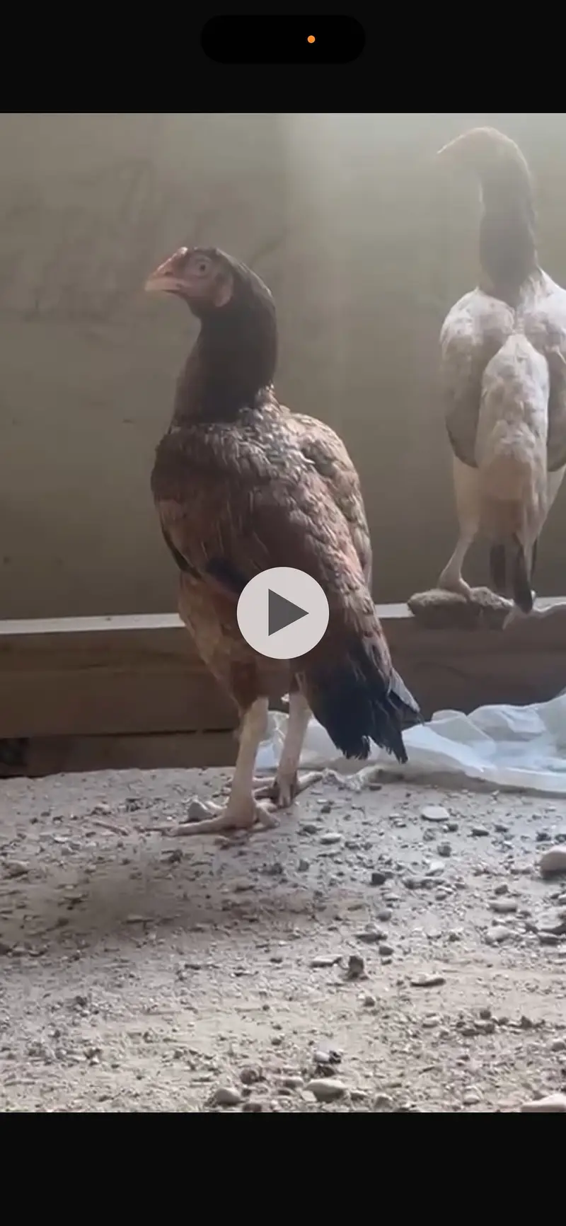 Aseel sindhi breeder — photo 2