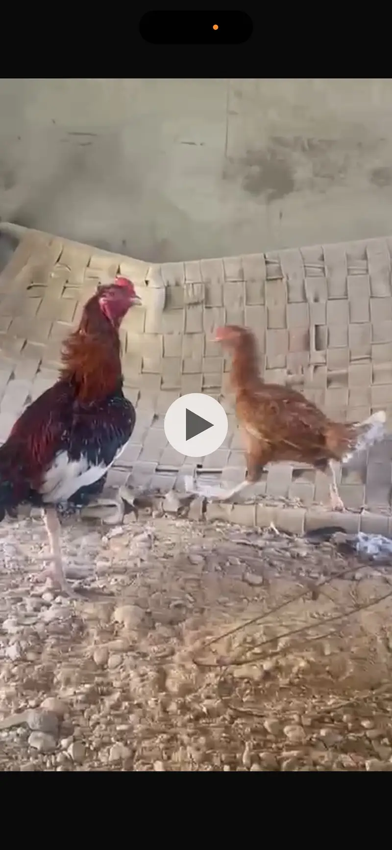 Aseel sindhi breeder — photo 3