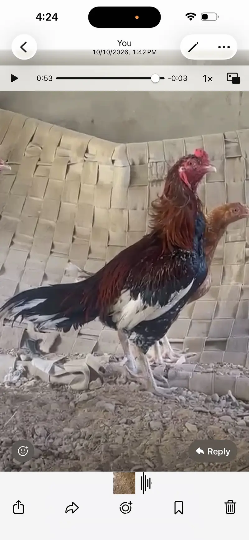 Aseel sindhi breeder — photo 4