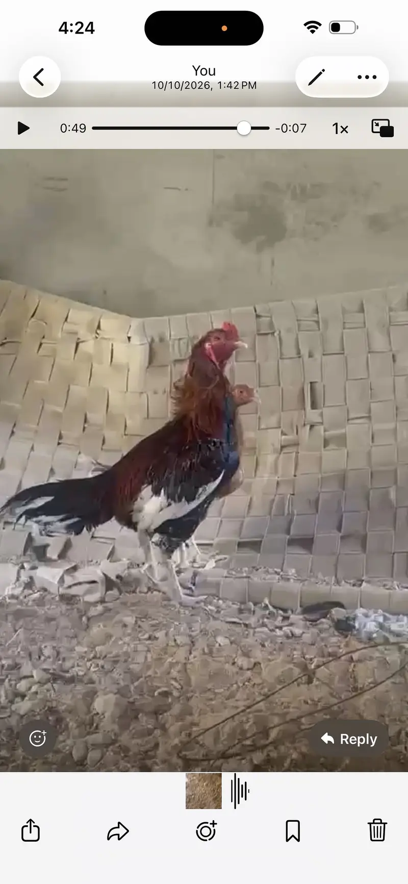Aseel sindhi breeder — photo 5