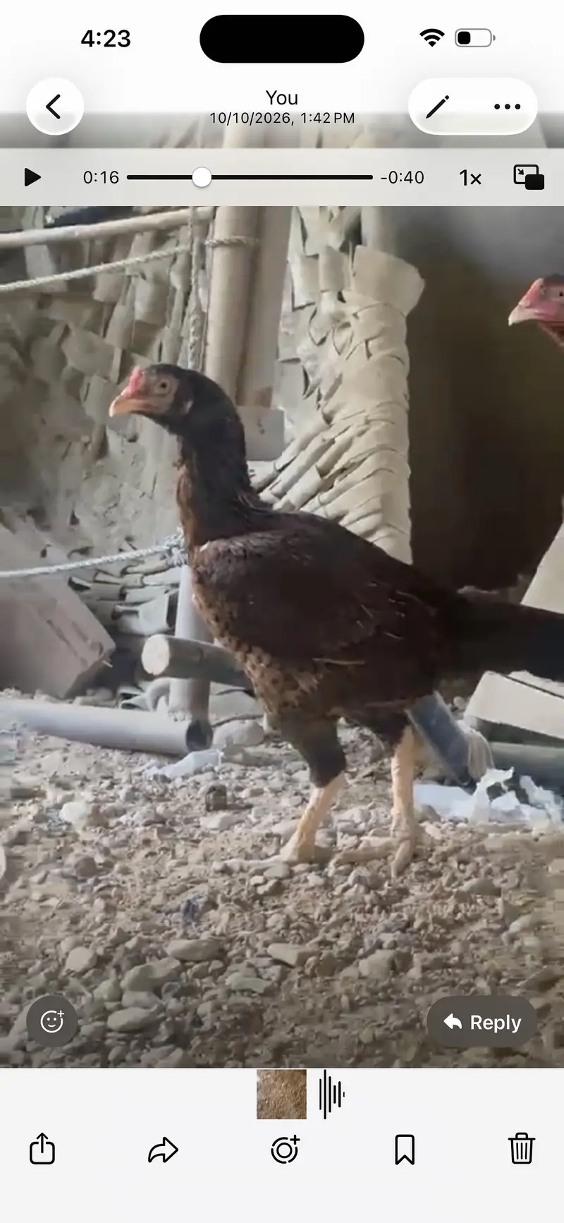 Aseel sindhi breeder — photo 6