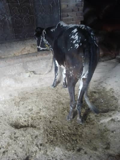 desi vachi for sale healthy active age 20 months