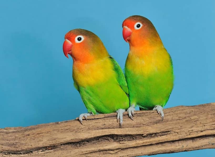 breedar pair 2