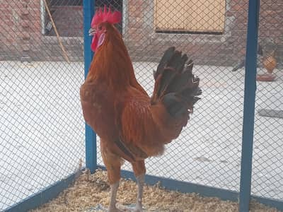 cage and hens