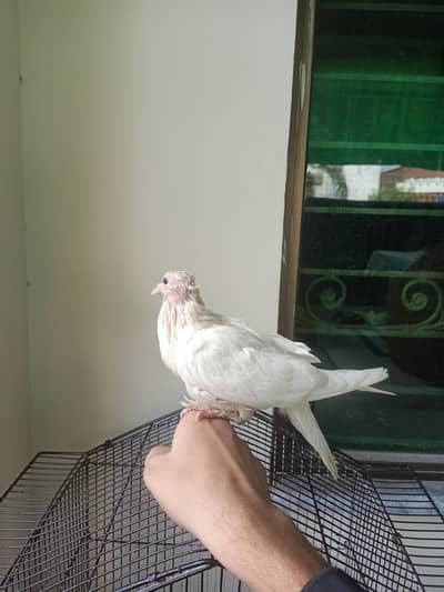 pamoz pigeon