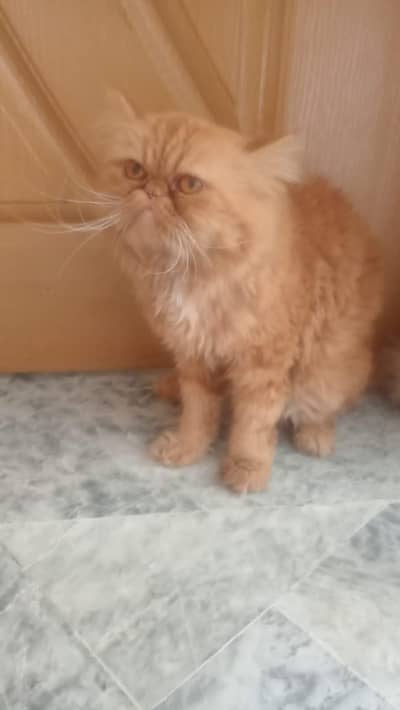 Breeder male for sale